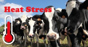 استرس گرمایی گاوها