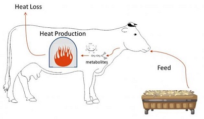 تغذیه چربی در جیره گاوهای شیری در طول استرس گرمایی